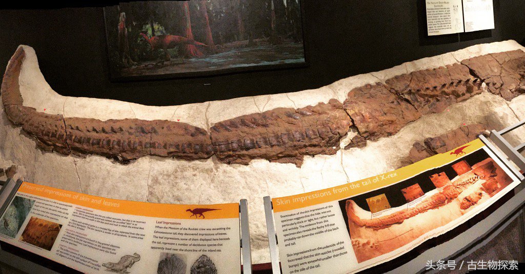 白垩纪的超级鸭嘴龙类，比霸王龙还要大！