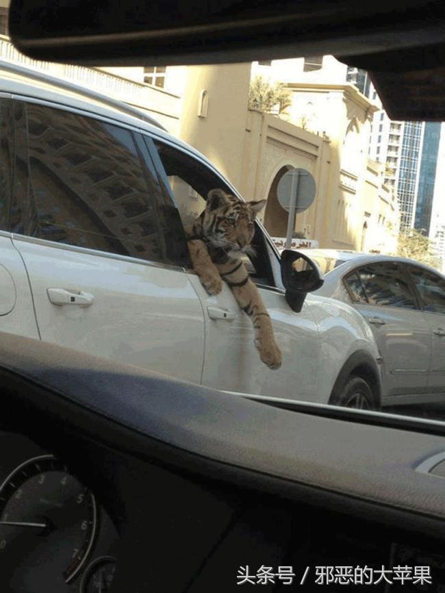 关于迪拜的几件事,迪拜最难以置信的事实