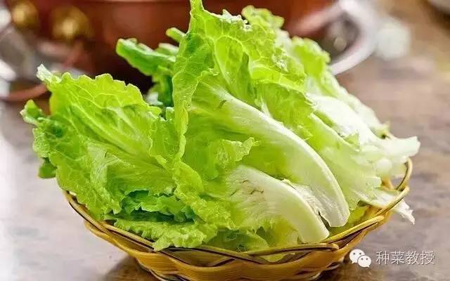 阳台种菜的土没有营养了怎么办,种子种菜阳台教程