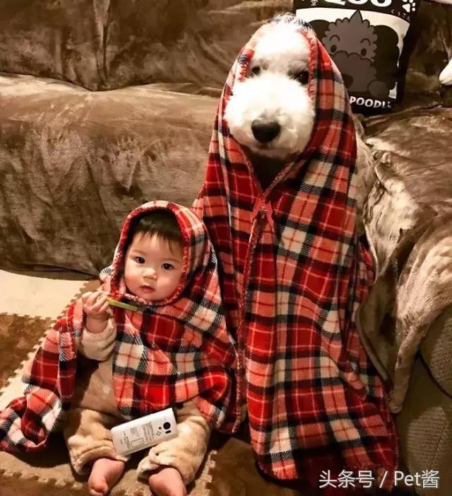 好可爱的巨型贵宾犬,超粘人的巨型贵宾犬