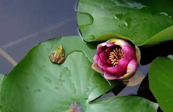 稻花香里说丰年诗词讲解,稻花香里说丰年听取蛙声一片500字