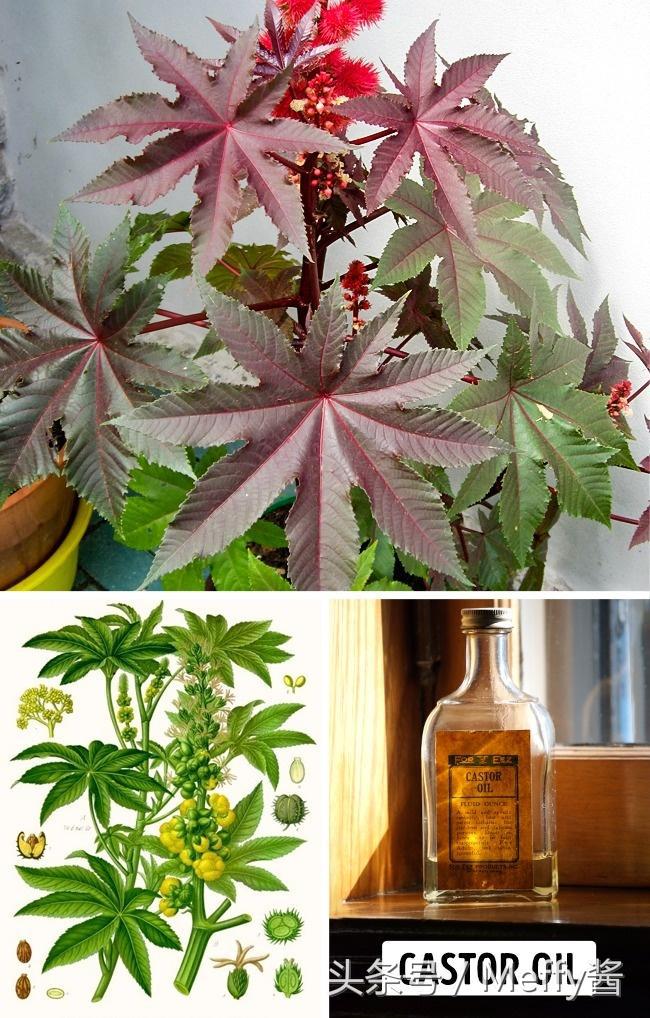 什么植物吃了有生命危险,这5种植物不能吃