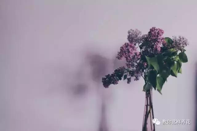 娈嬫灊璐ュ彾鎻掕姳,娈嬫灊璐ヨ姳