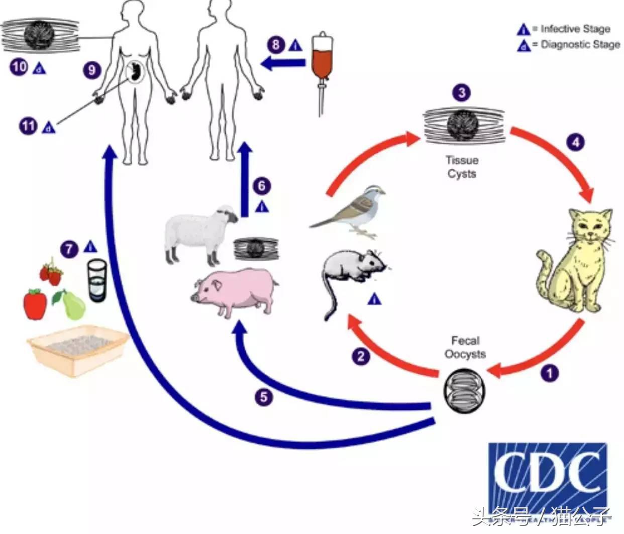养猫会导致人得脑膜炎吗,养猫会让人得脑瘤吗