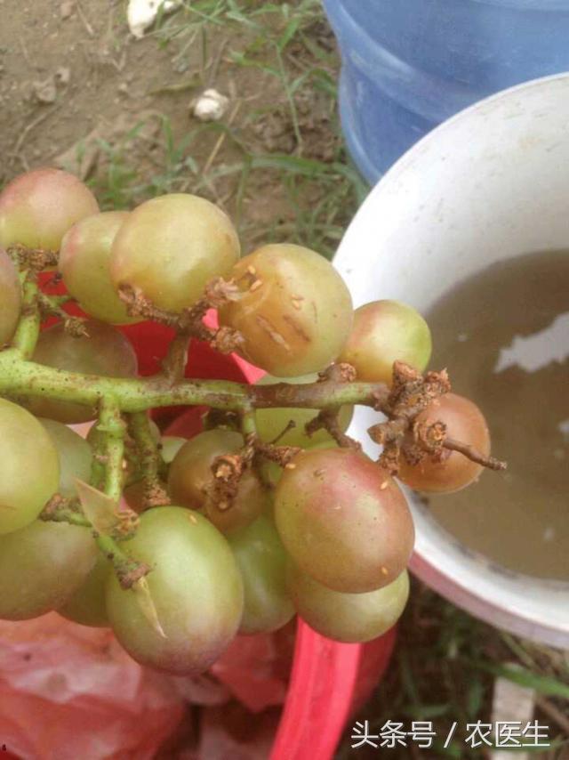 葡萄烂杆烂叶烂果用什么药水,葡萄发芽前打什么药不烂果