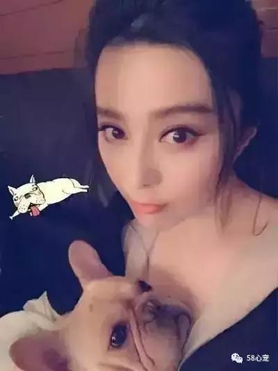 一梦谈狗：听说你喜欢法国斗牛犬，那你了解它么？