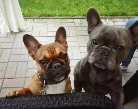 斗牛犬产前征兆,法国斗牛犬小崽平胸怎么预防