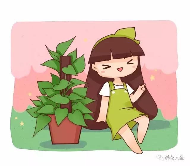 小小的绿萝，竟然完爆你家其他花，甩出十条街都不止！