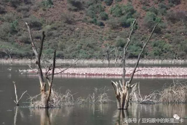 风动？树动？心动！致你，Kenya