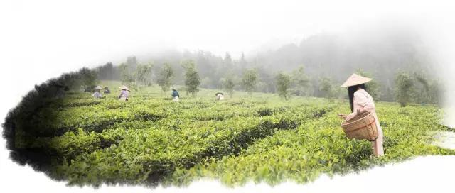 腾冲“茶妈妈”：茶的淡泊，也是人的淡泊