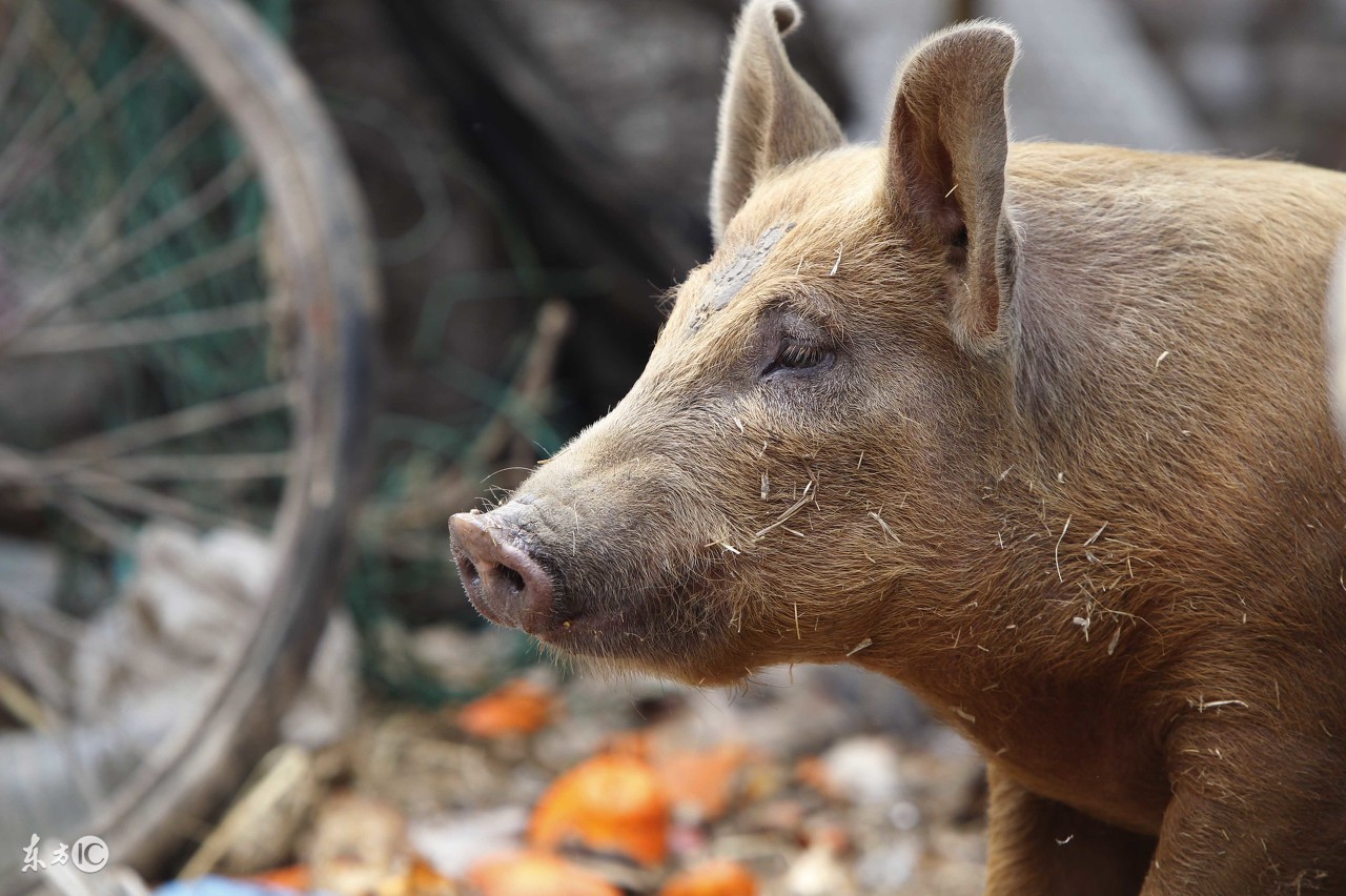 养猪还能赚钱吗,养猪能赚钱吗广东