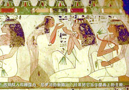 鱼缸养睡莲的养殖方法视频,家庭养睡莲用多大的缸合适