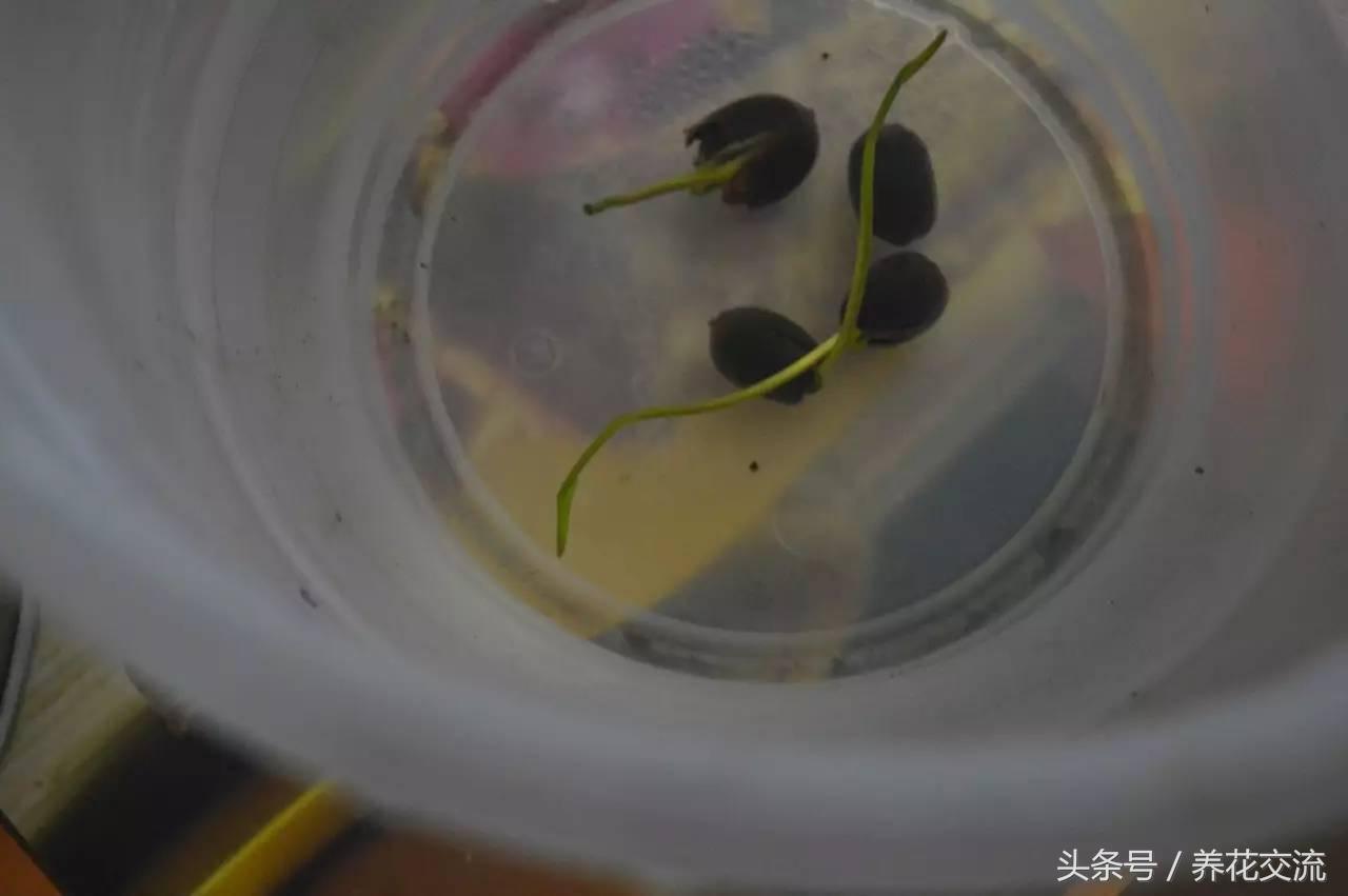 盆栽荷花怎么养比较好,一招教盆栽荷花开花