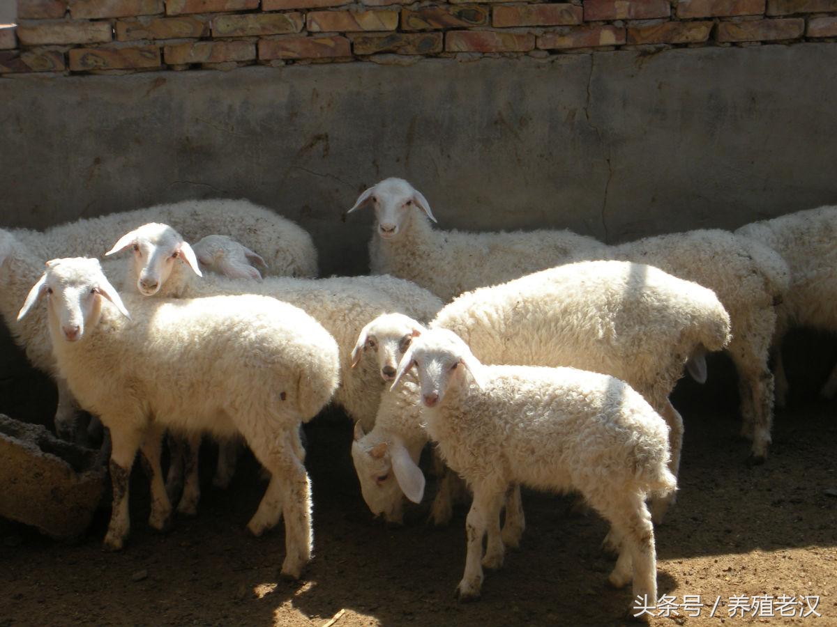 养羊的几个小技巧提高羊的成活率,养羊有哪些难点