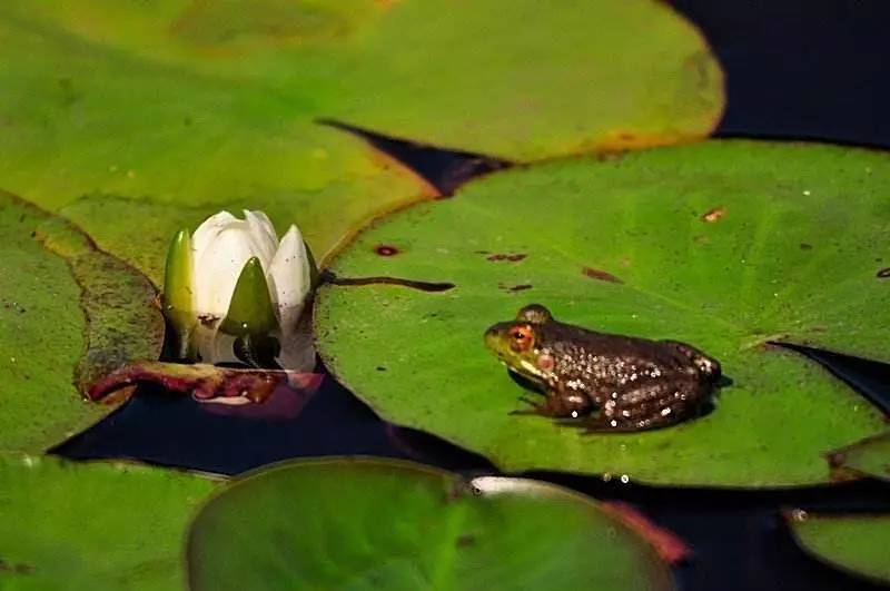 稻花香里说丰年诗词讲解,稻花香里说丰年听取蛙声一片500字