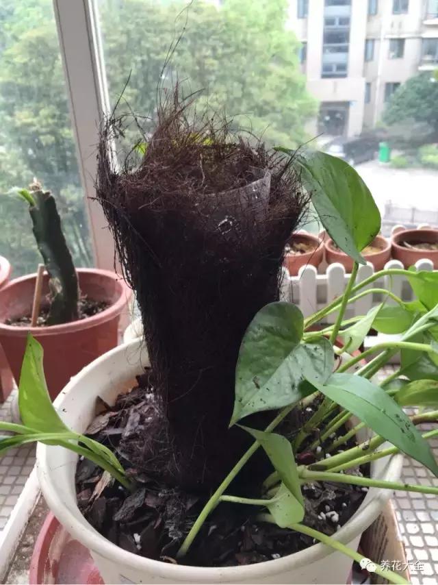 小小的绿萝，竟然完爆你家其他花，甩出十条街都不止！