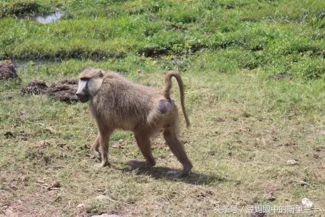 风动？树动？心动！致你，Kenya