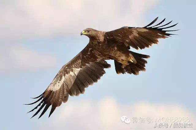 动物百科视频大全40分钟,动物百科第一期鸟类