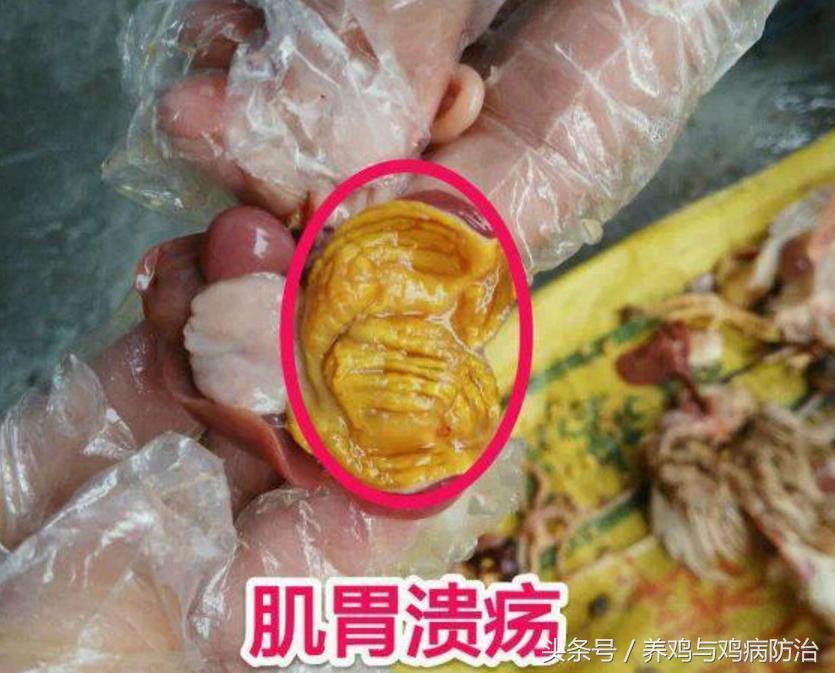 养鸡用什么中草药预防腺肌胃炎,平养肉鸡腺肌胃炎最佳治疗方法