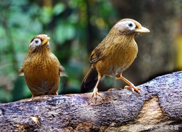 东东画眉鸟原毛讲解,换毛饲料画眉鸟