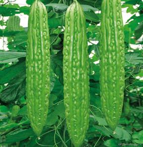 夏天应季蔬菜有哪些,夏季时令蔬菜有哪些品种