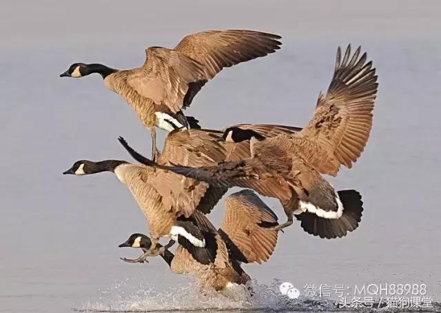 动物百科视频大全40分钟,动物百科第一期鸟类