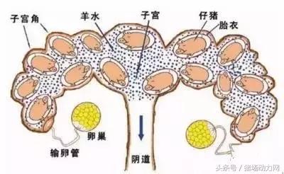 孕妇缩宫素的正确使用方法,使用缩宫素过程中的注意事项