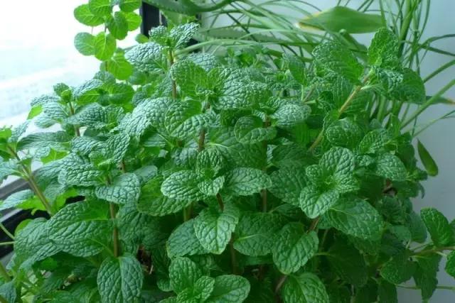 掐个薄荷叶，扔进花盆窜满盆，天天掐芽泡饮料，掐了一窝又一窝