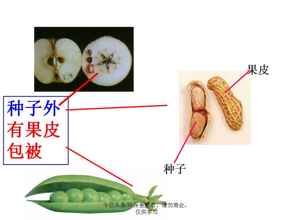 认识植物从身边开始,认识植物的根茎叶各个部分