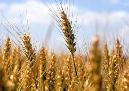 古人以前是怎么吃饭的,古人是怎样吃饭的