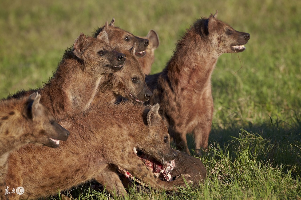 野狗和鬣狗到底谁更强,鬣狗与野狗哪个更凶残