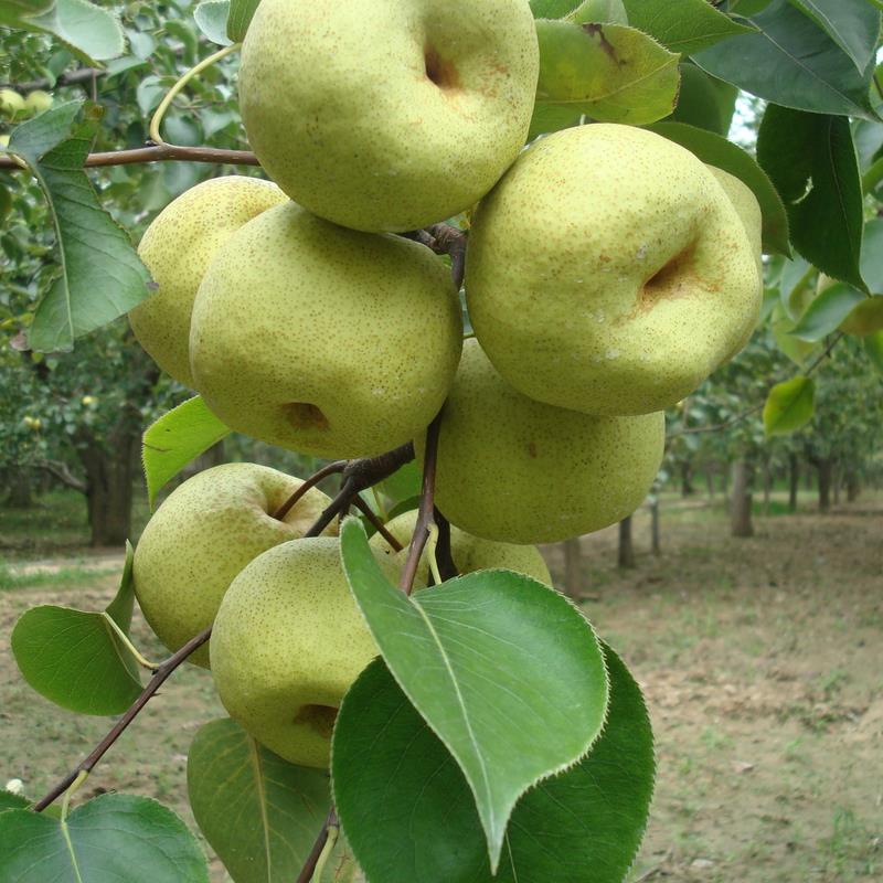 如何选梨甜又脆,买梨怎么挑最好的