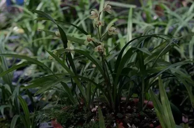 四季兰用什么盆栽最好看,四季兰花期养护