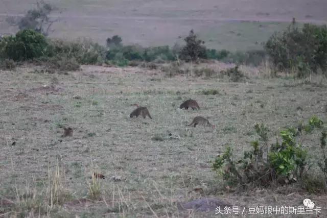 风动？树动？心动！致你，Kenya