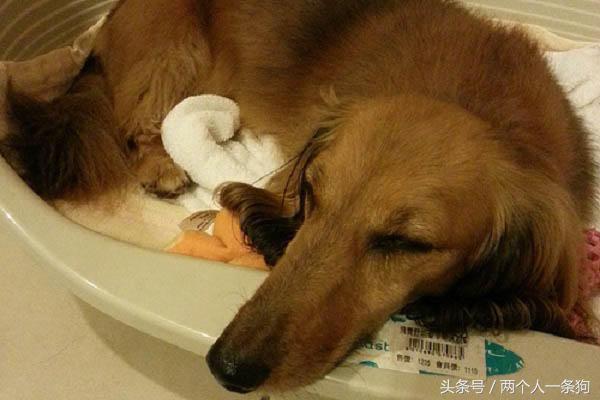 女子养了只贪吃腊肠有吃的都分给它，不听建议她在医院里后悔不迭