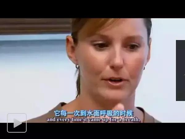 地球神奇的一天纪录片完整版,给孩子看的纪录片神奇地球