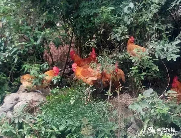 马上有个“捉鸡活动”，你来不？！