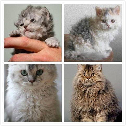 鍙埍娲绘臣鐨勫皬鍗锋瘺,杞悓鍙埍鍗锋瘺