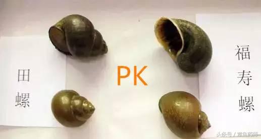 爱吃大排档的快注意了，有孕妇吃了这种螺被迫流产！