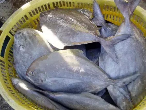 又到吃海鲜的季节咯！一位吕四渔民整理的海鲜大全，保证有你不认识的！