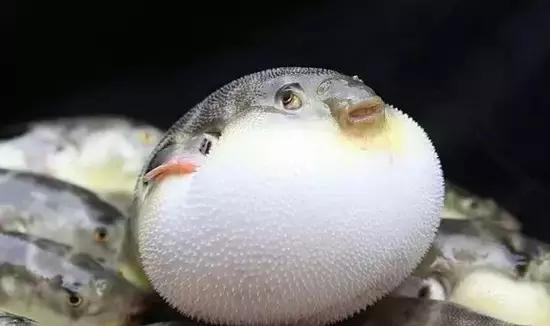 又到吃海蛎子的季节,又到了吃海鲜的季节生蚝