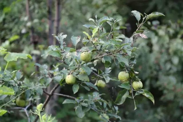 山西历山舜王坪大草原攻略,看云海高山草甸的地方