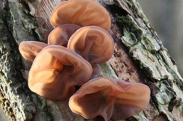 自然界最常见的菌类,令人无法解释的奇怪菌类