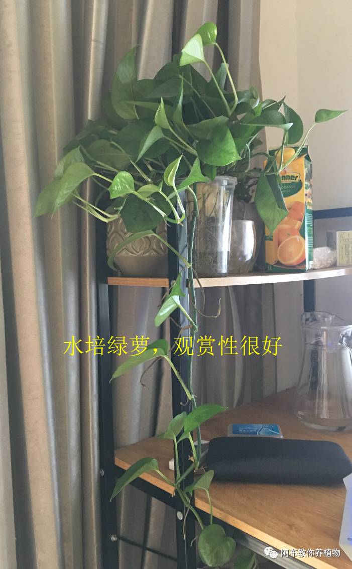 绿萝绿植怎么养活得快呢,绿萝植物养殖小知识