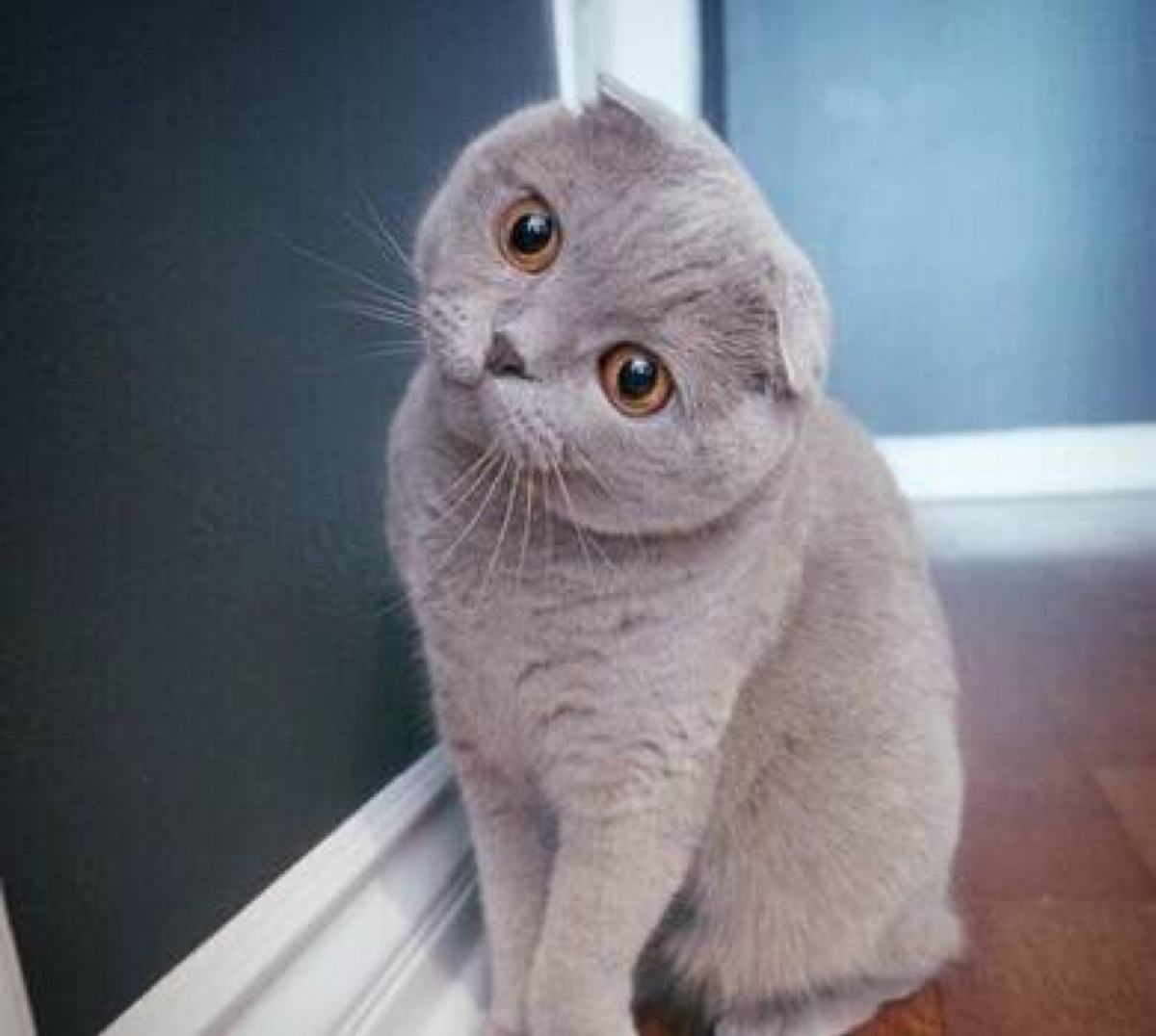 各种各样的很可爱又很好看的猫,各种可爱猫