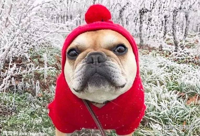 怎样给狗狗驱虫才是最好的方法,怎样给狗狗驱虫才是最好的方法呢