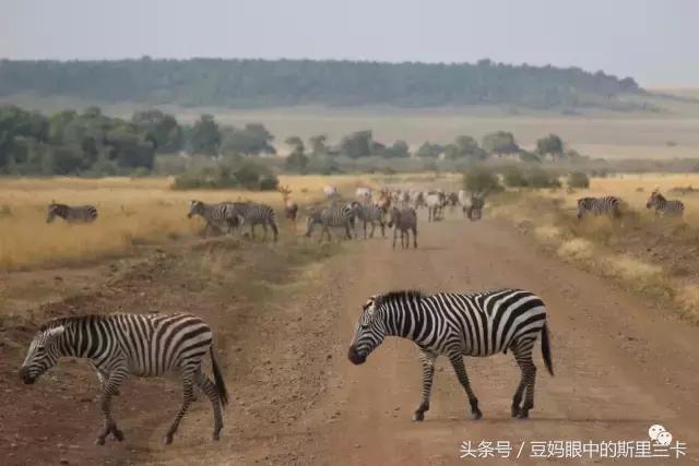 风动？树动？心动！致你，Kenya