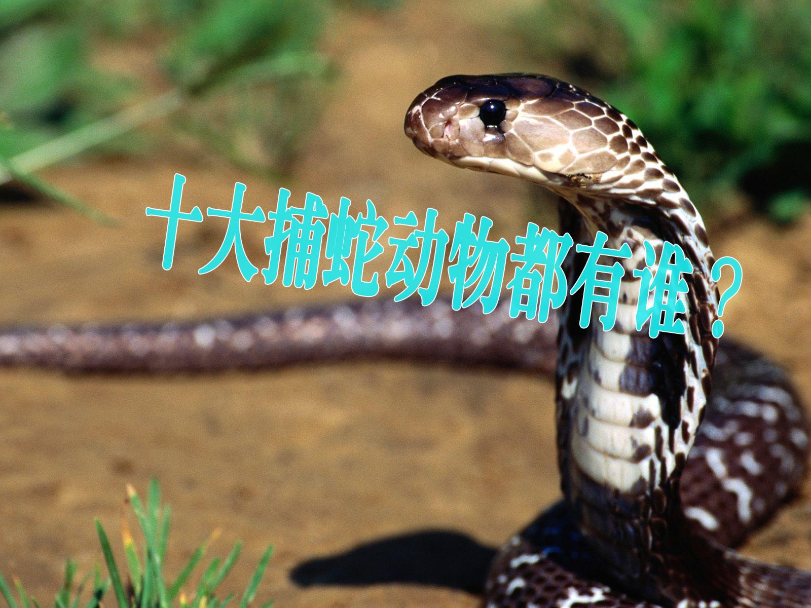 蜜獾平头哥吃蛇不中毒吗,平头哥蜜獾和蛇视频