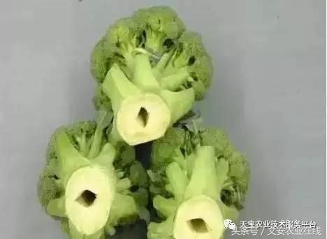 西兰花黑心是什么原因引起的,西兰花黑心病用什么药