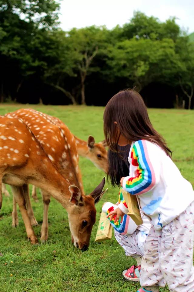 北纬30°神秘之境,在高山草甸、追逐鹿群,这里美的像天堂!